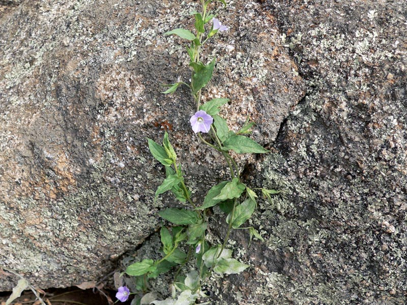 Convolvulus siculus